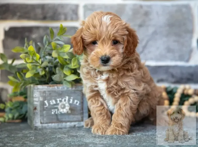golden doodle breeders