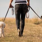 Dog Walkers