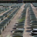 large-area-potted-plants-neatly-arranged-ground_1023618-41991