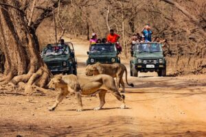 tiger safari