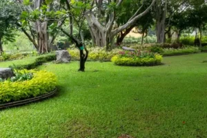 Landscape Maintenance Weatherford TX