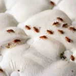 alt="Close-up of a bed bug crawling on a mattress seam"
