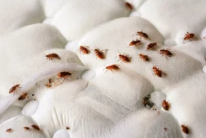 alt="Close-up of a bed bug crawling on a mattress seam"