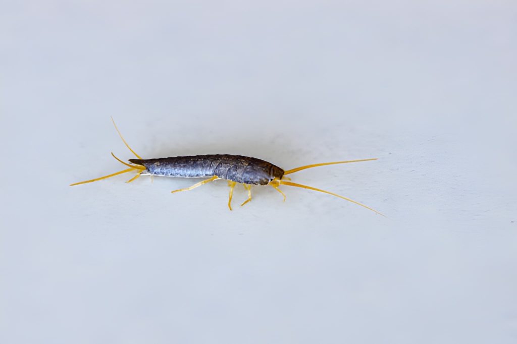 Silverfish Control Sydney