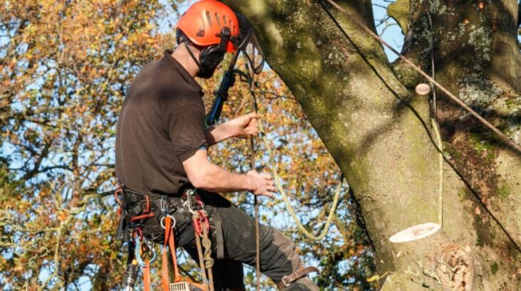 Tree services