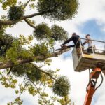 Tree Removal Services Colleyville TX