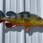 imageye___-_imgi_6_peacock-bass-27-hm-sideview__85578.1759867019