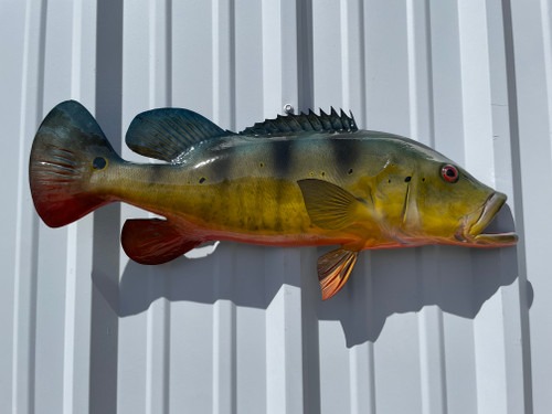 imageye___-_imgi_6_peacock-bass-27-hm-sideview__85578.1759867019