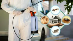 pest control services in Lahore