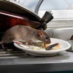 Mice Control Sydney