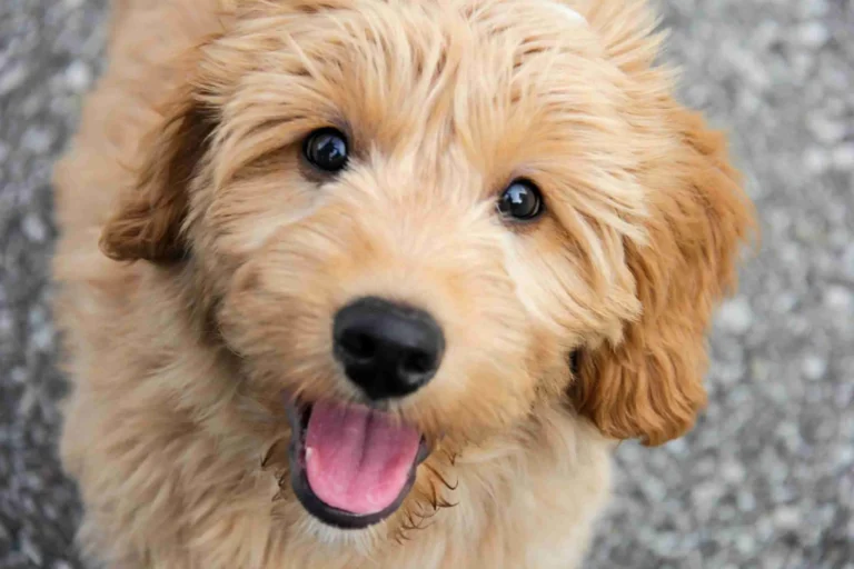 Goldendoodles oklahoma
