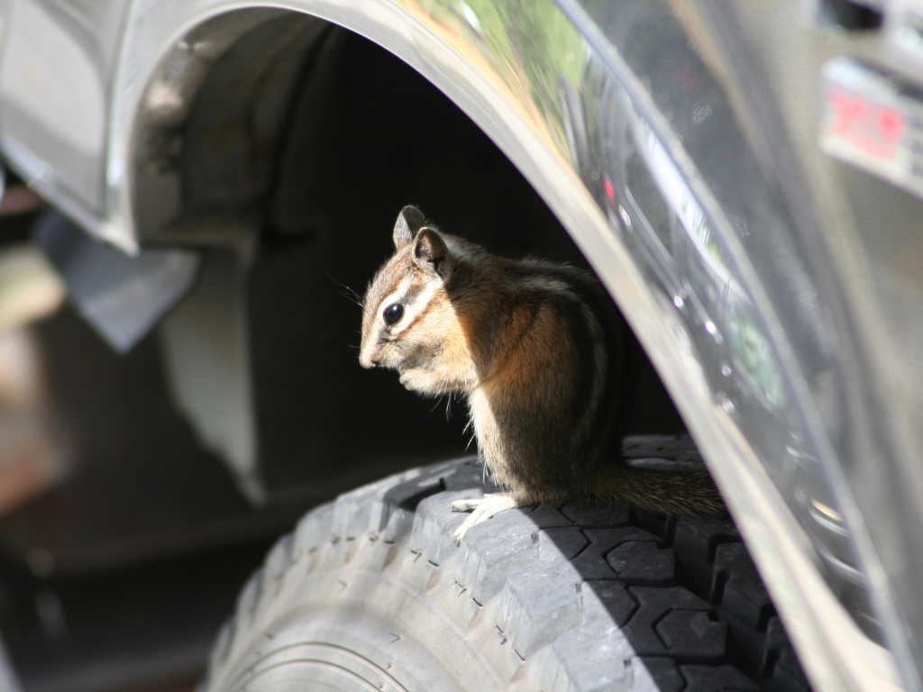 Rodent Nest Removal and Prevention