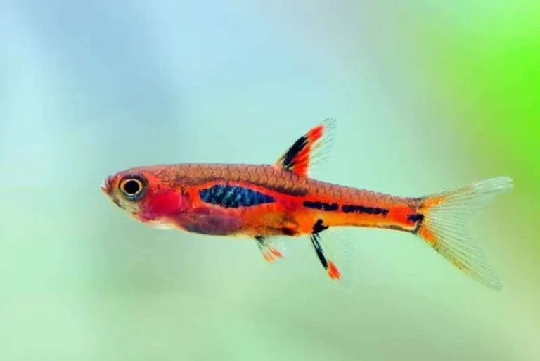 chilli rasbora for sale