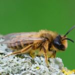 Wasp Control Sydney